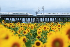 向日葵と東海道新幹線・チュウ 20180821