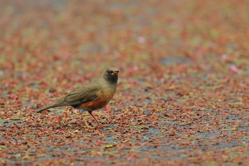 アカハラ - 1  20190425