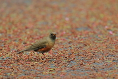 アカハラ - 1  20190425