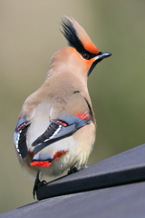 ヒレンジャク 5 20180206