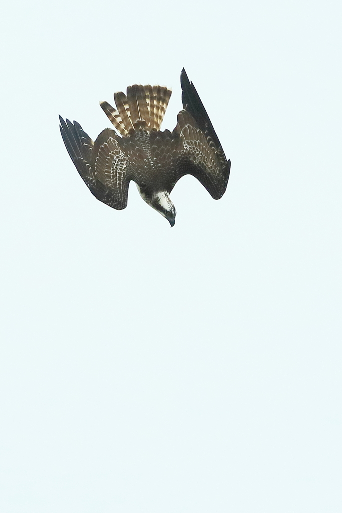 ミサゴ - 4　20171024