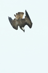 ミサゴ - 4　20171024