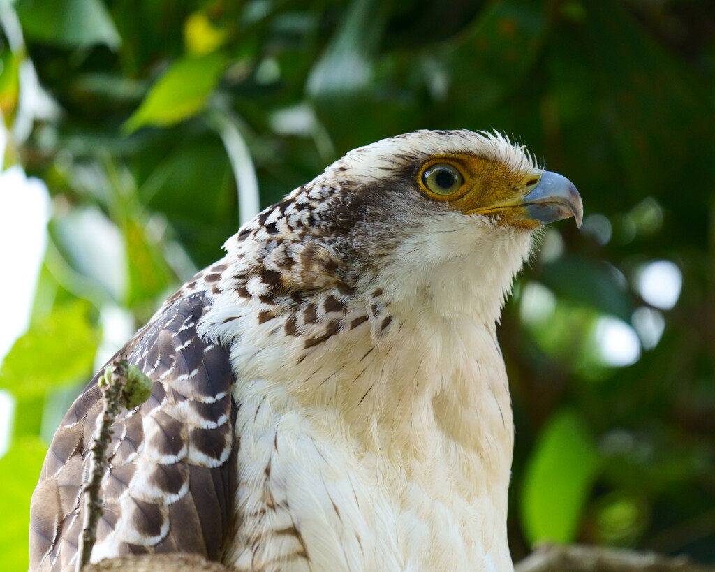 カンムリワシ(幼鳥) - 1  20191213