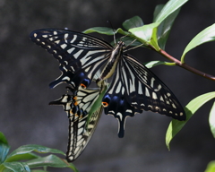 キアゲハ(♂♀)　20190910