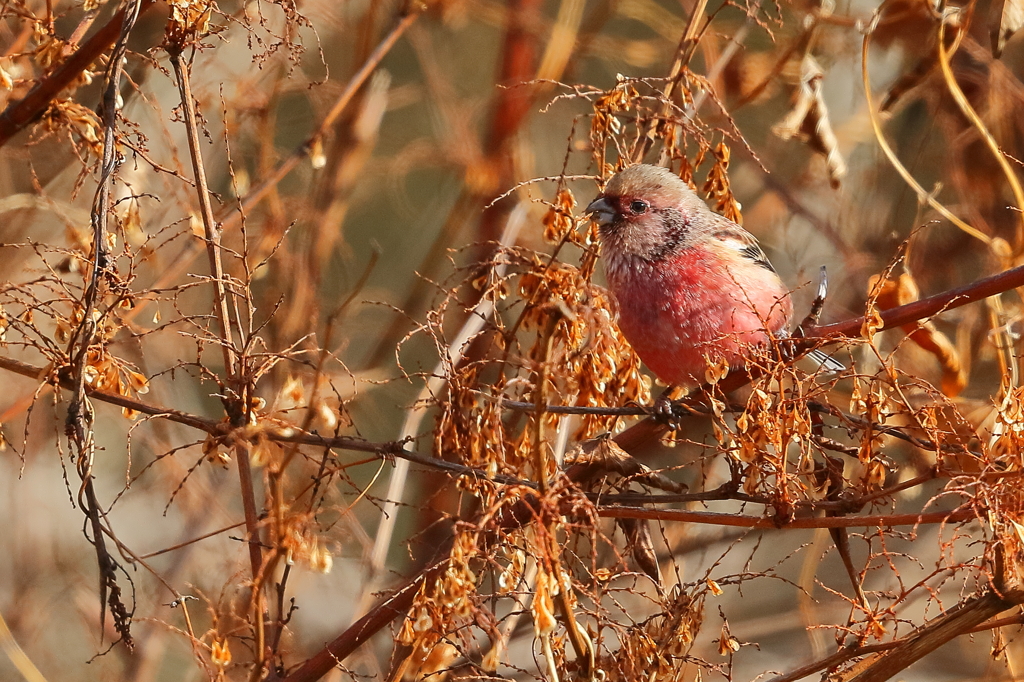 ベニマシコ　20171213
