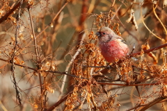ベニマシコ　20171213