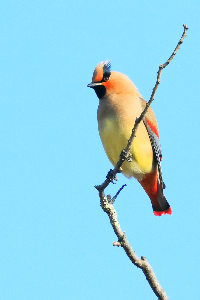 ヒレンジャク 1 20180206