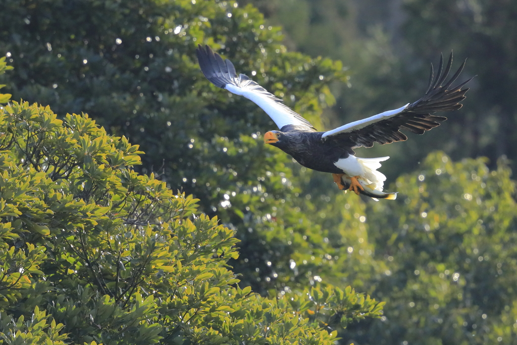 オオワシ　蔵出