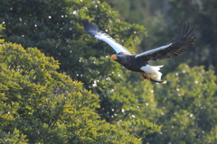 オオワシ　蔵出