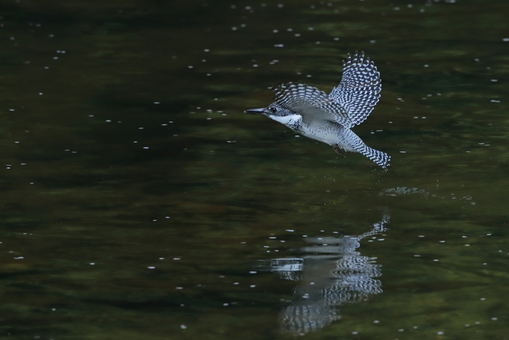 ヤマセミ - 3  20190419