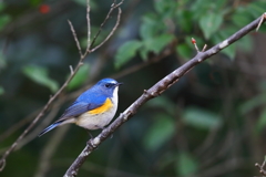 ルリビタキ　20180105