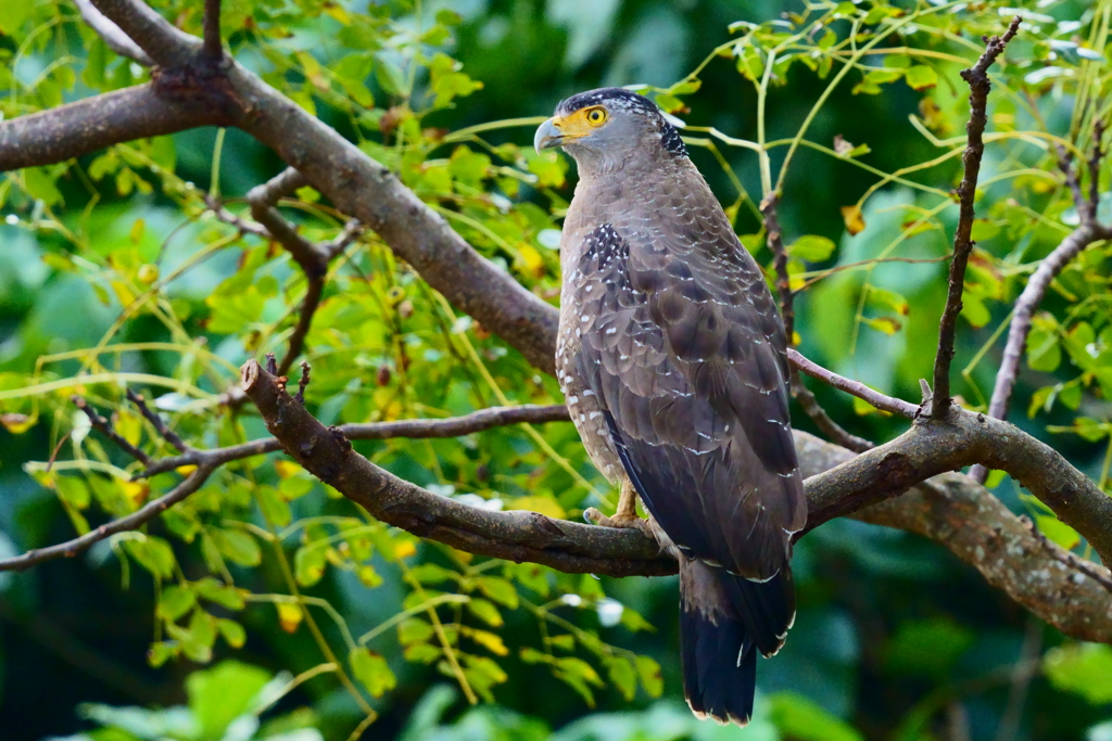 カンムリワシ - 3  20191112