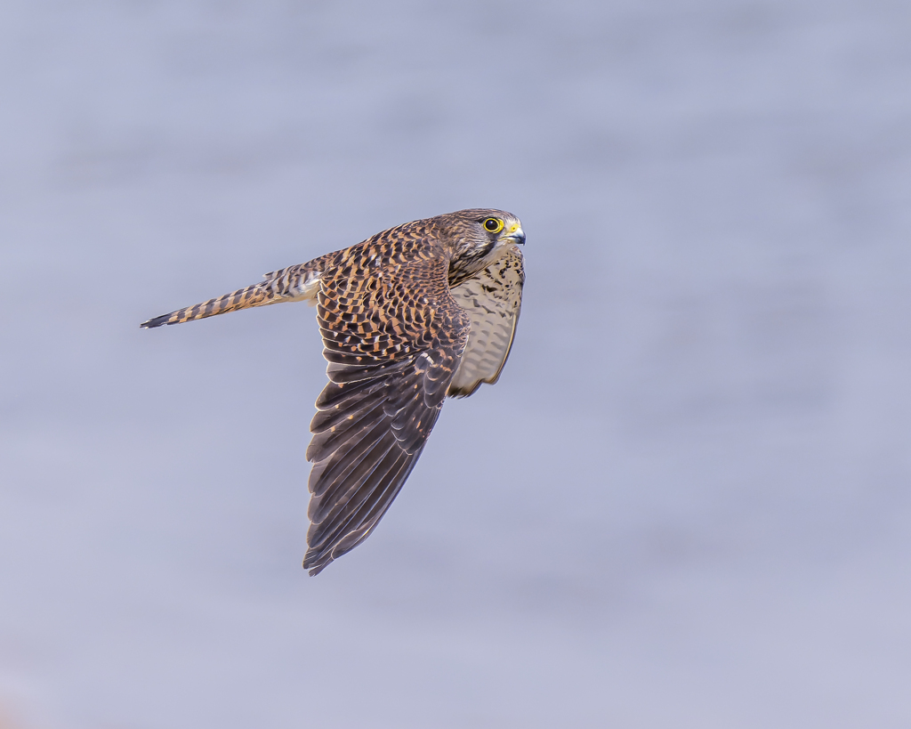 チョウゲンボウ - 2  20220518