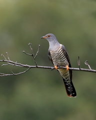 ツツドリ　20190829