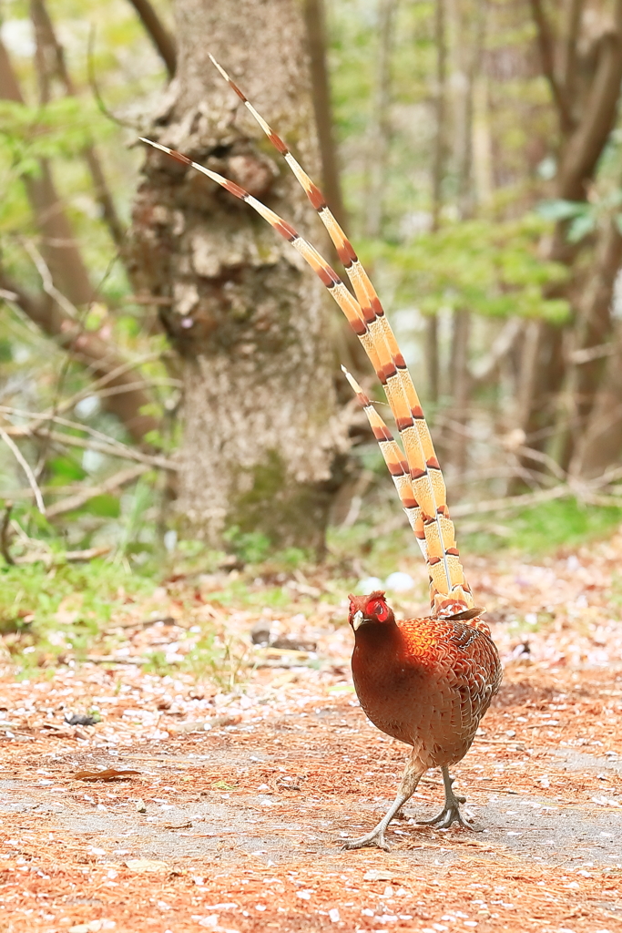 ヤマドリ -3 20180407