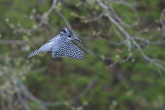 ヤマセミ - 6  20190419