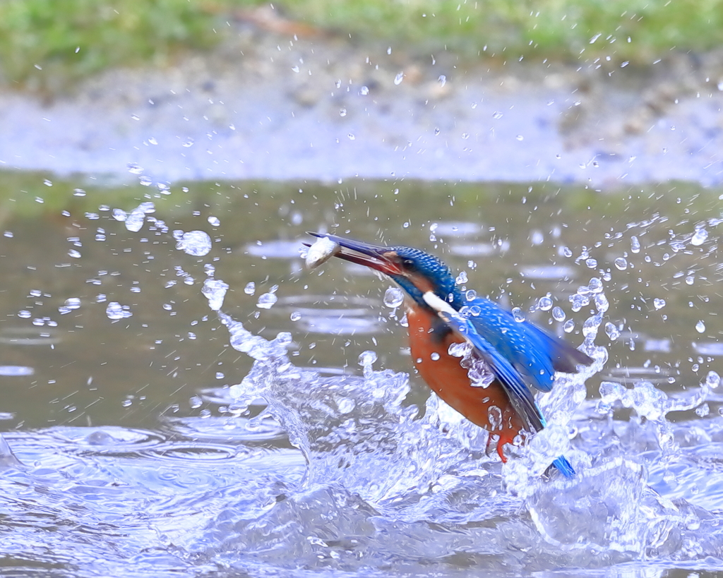 カワセミ - 1  20191219