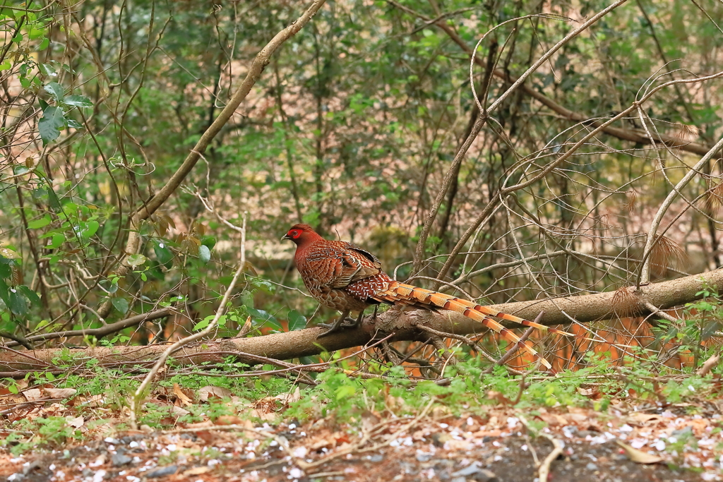 ヤマドリ -1 20180407