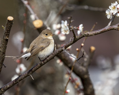 ニシオジロビタキ - 2  20200207