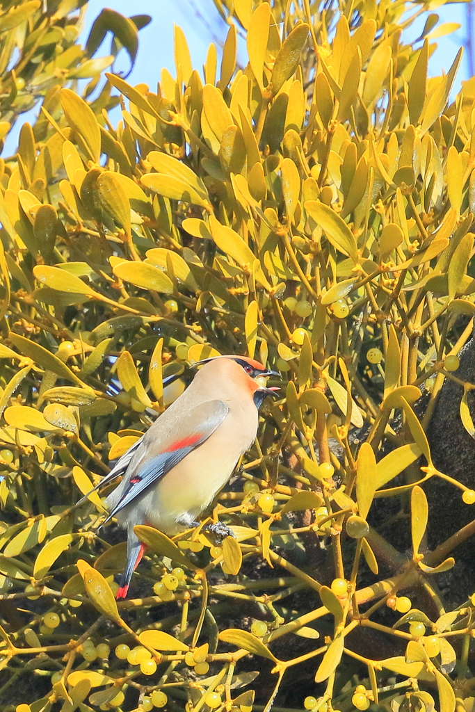 ヒレンジャク 1 20180207