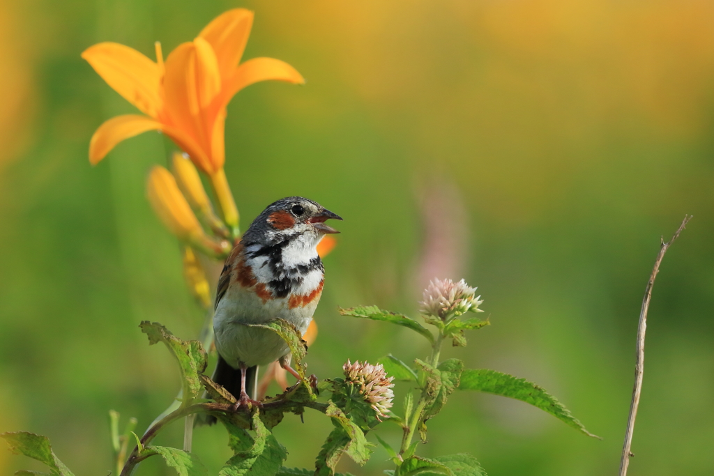 ホオアカ　20180713