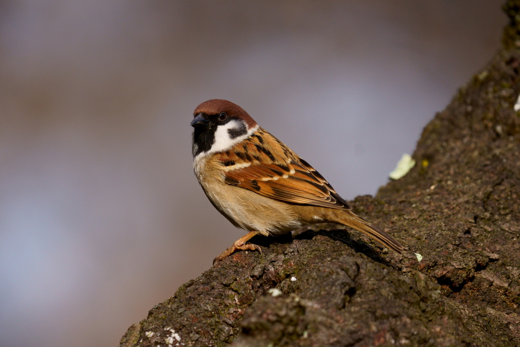 スズメ　20191125