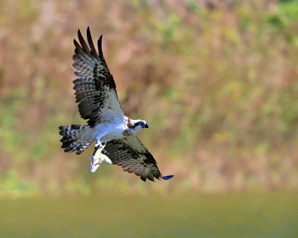 OSPREY - 2  20191015