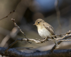 ニシオジロビタキ - 2  20200202