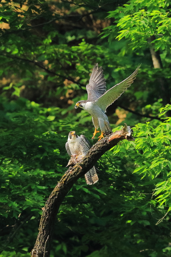 ハヤブサ - 2 20180516