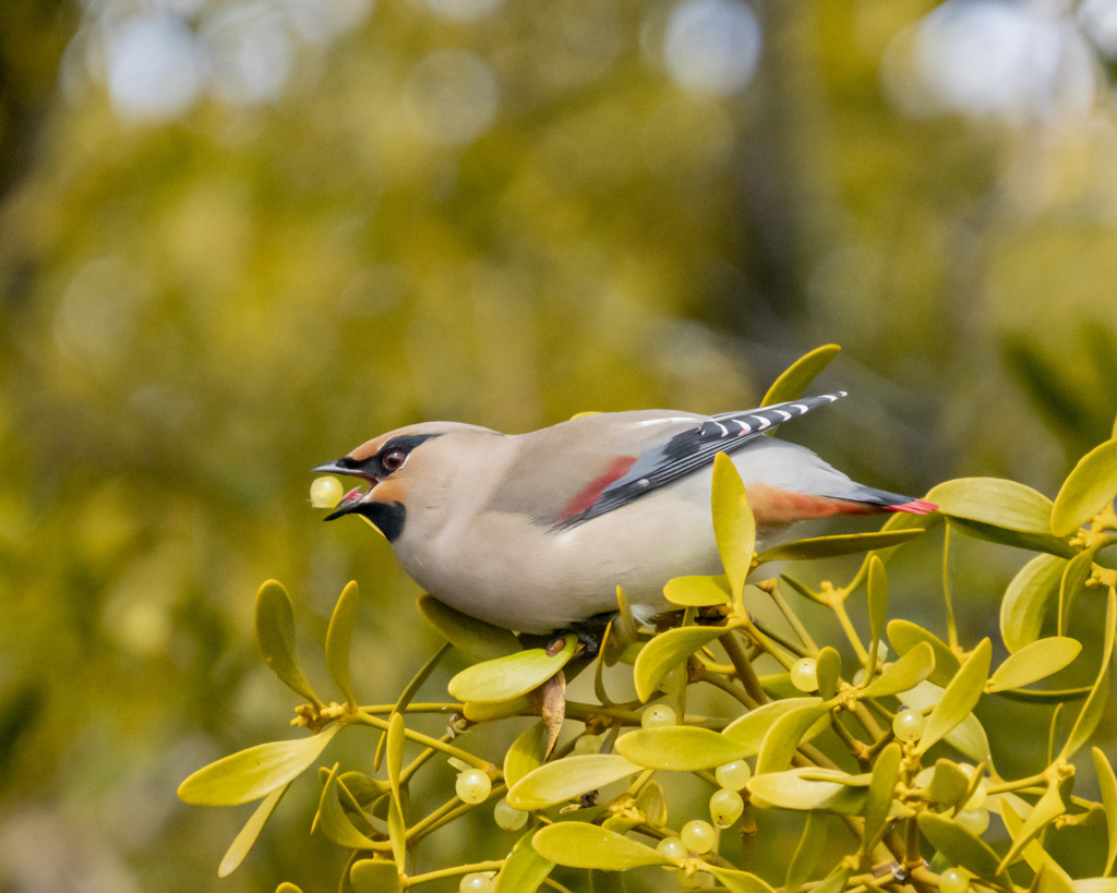 ヒレンジャク -1   20200213　