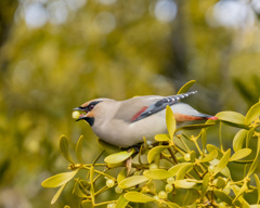 ヒレンジャク -1   20200213　