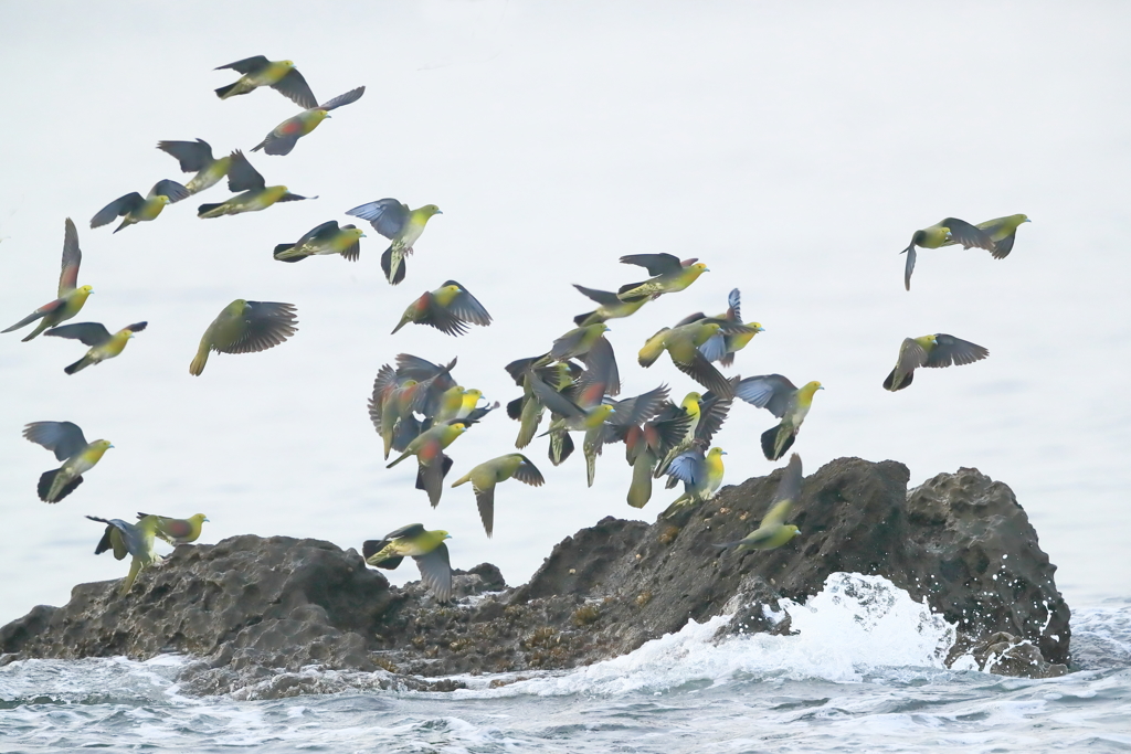 アオバト - 5　20190606