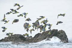 アオバト - 5　20190606