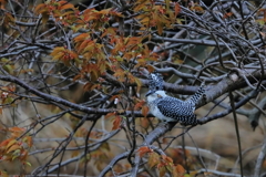 ヤマセミ - 7  20190419