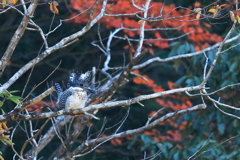 ヤマセミ　秋-1　20171121