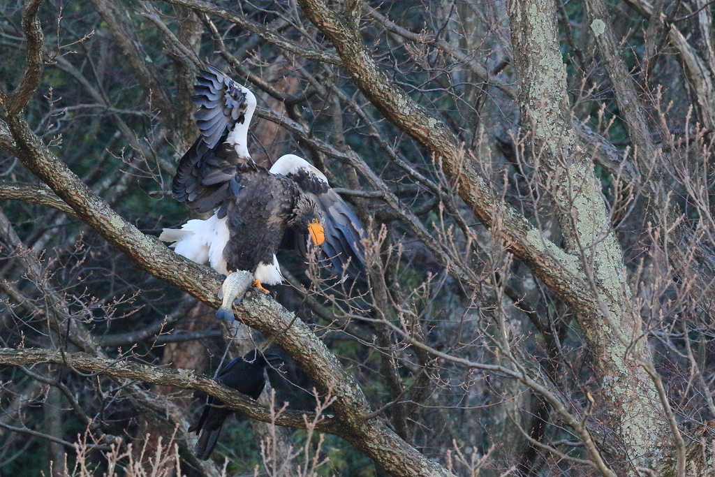 オオワシ　蔵出