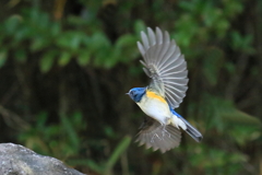 ルリビタキ　20180105