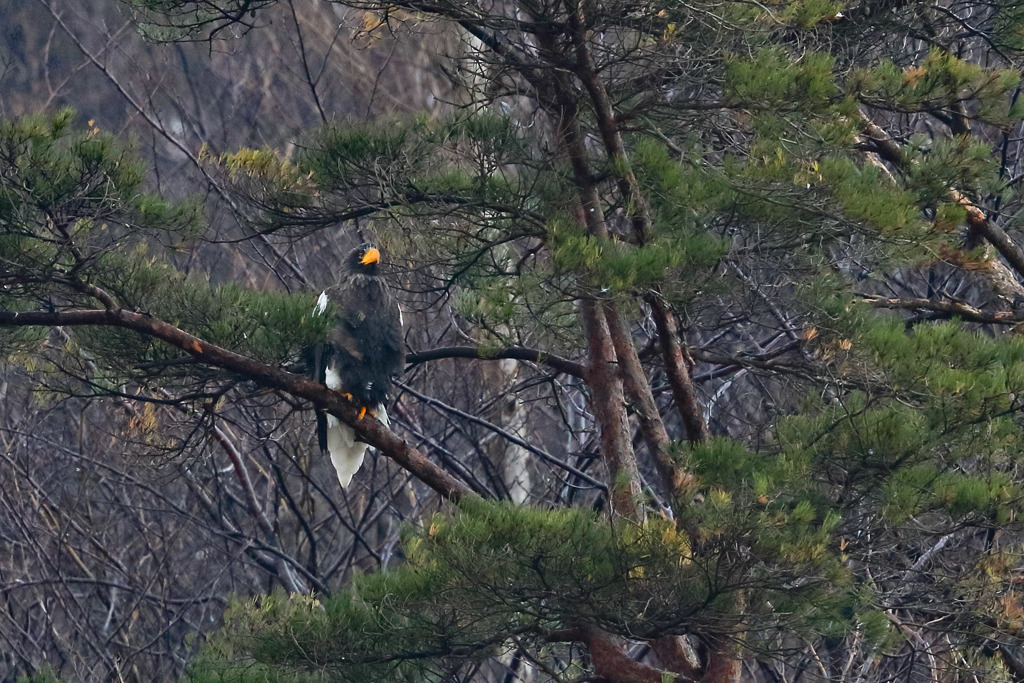 オオワシ　20171221
