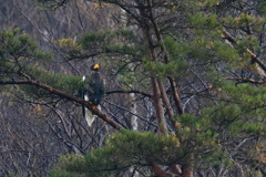 オオワシ　20171221