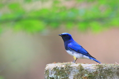 オオルリ　20180412