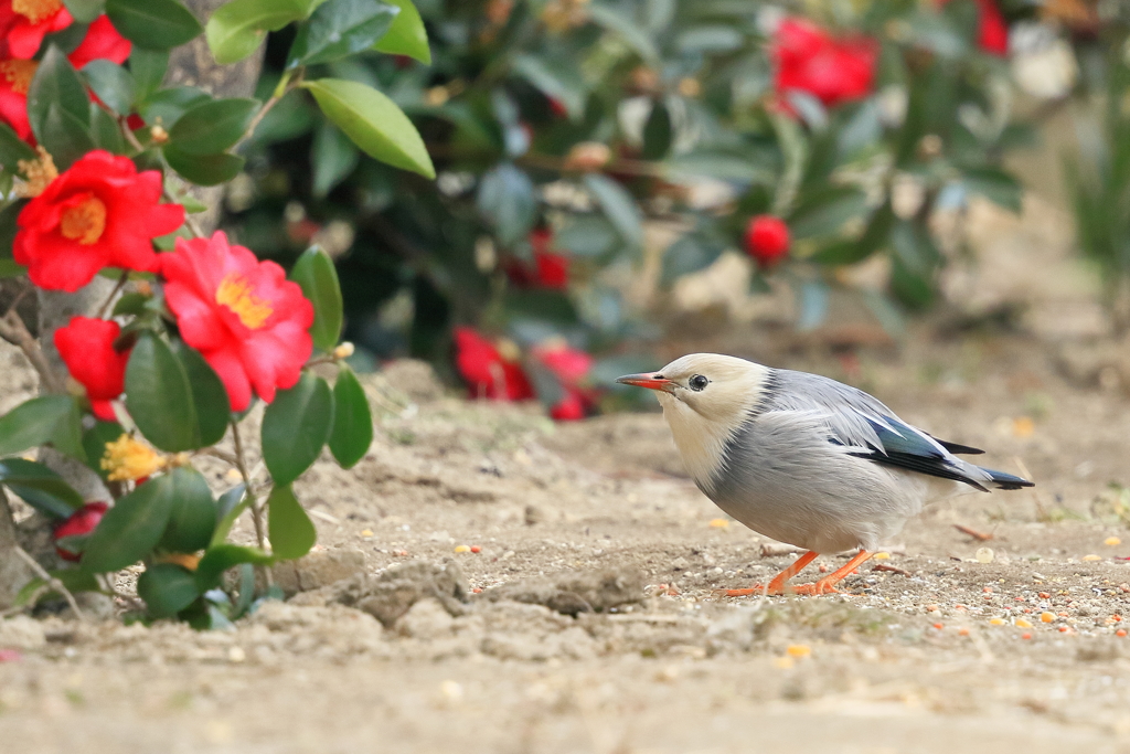 ギンムクドリ 2 20180215