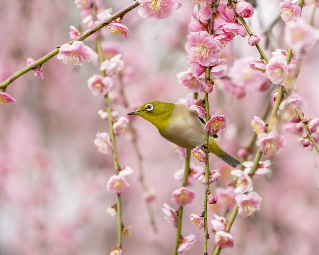 メジロ - 2  20200225