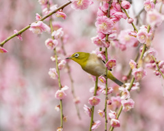 メジロ - 2  20200225