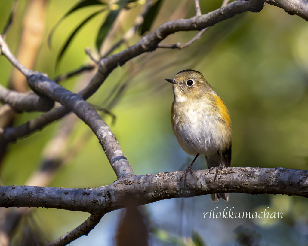 ルリビタキ　20221212