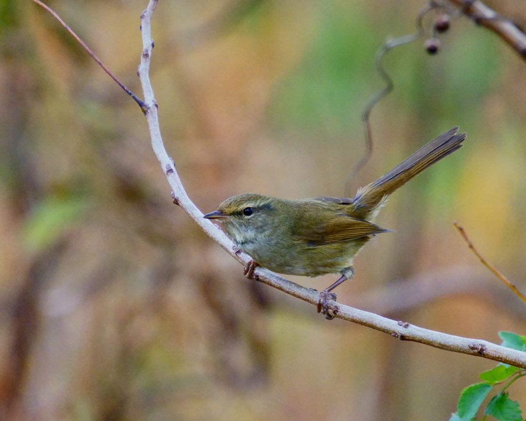 ジョウビタキ　20191218