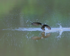 ハリオアマツバメ - 1  20200616