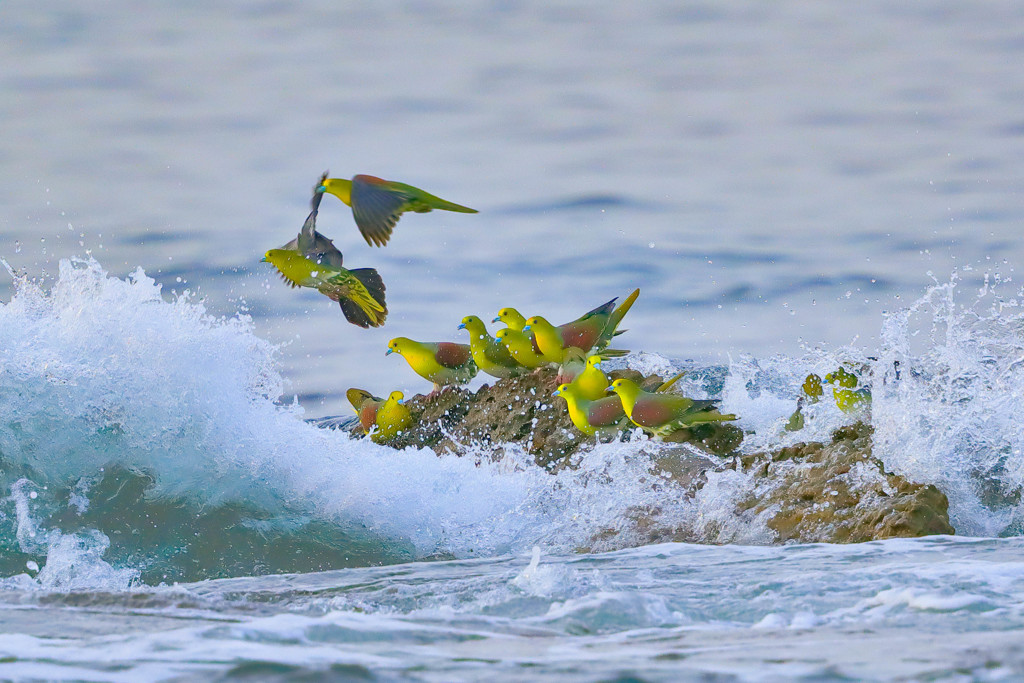 アオバト - 2  20190606