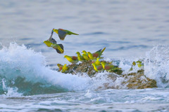 アオバト - 2  20190606