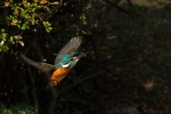 カワセミ 1 20180117