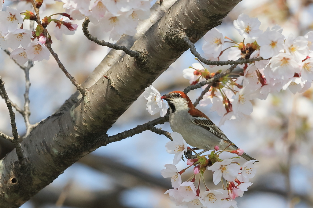 ニュウナイスズメ(雄) -2 20180328